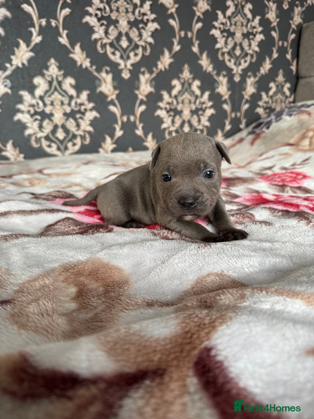 Staffordshire Bull Terrier dogs for sale: Staffordshire Bull Terrier - Advert 2