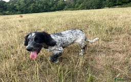 Sprocker dogs for sale: Sprocker pup - Image 1