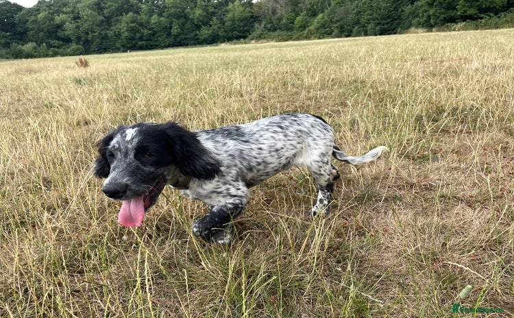 Sprocker dogs - Advert 10