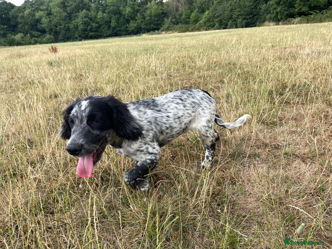 Sprocker dogs for sale: Sprocker pup - Image 1