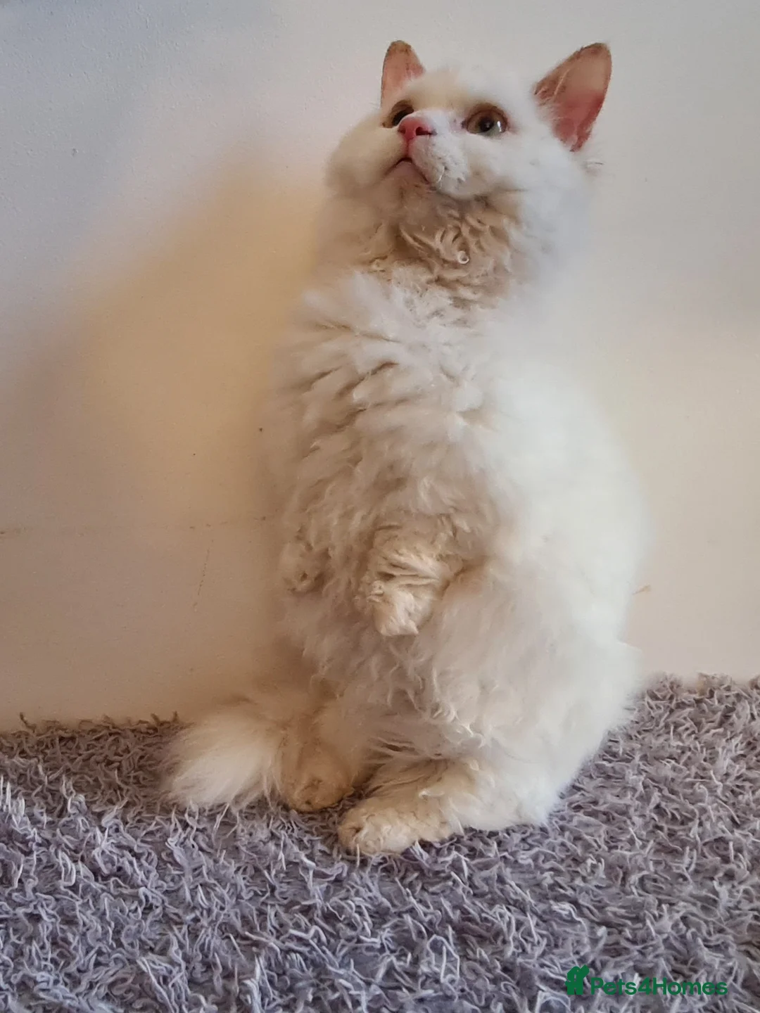 Munchkin cats for stud: Stunning Lambkin  in London - Advert 4