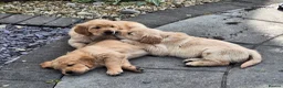 Golden Retriever dogs for sale: Beautiful litter of Golden Retriever puppies 🐶  - Advert 16