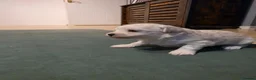 Mixed Breed dogs for sale: Bichon Maltese Puppies  - Advert 9