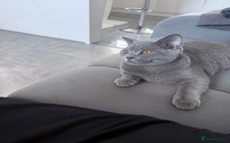 British Shorthair cats for sale: Last Male Pure GCCF Reg.British Shorthair Kittens  in Lincoln - Image 2