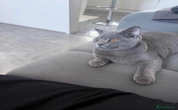British Shorthair cats in Lincoln - Advert 4