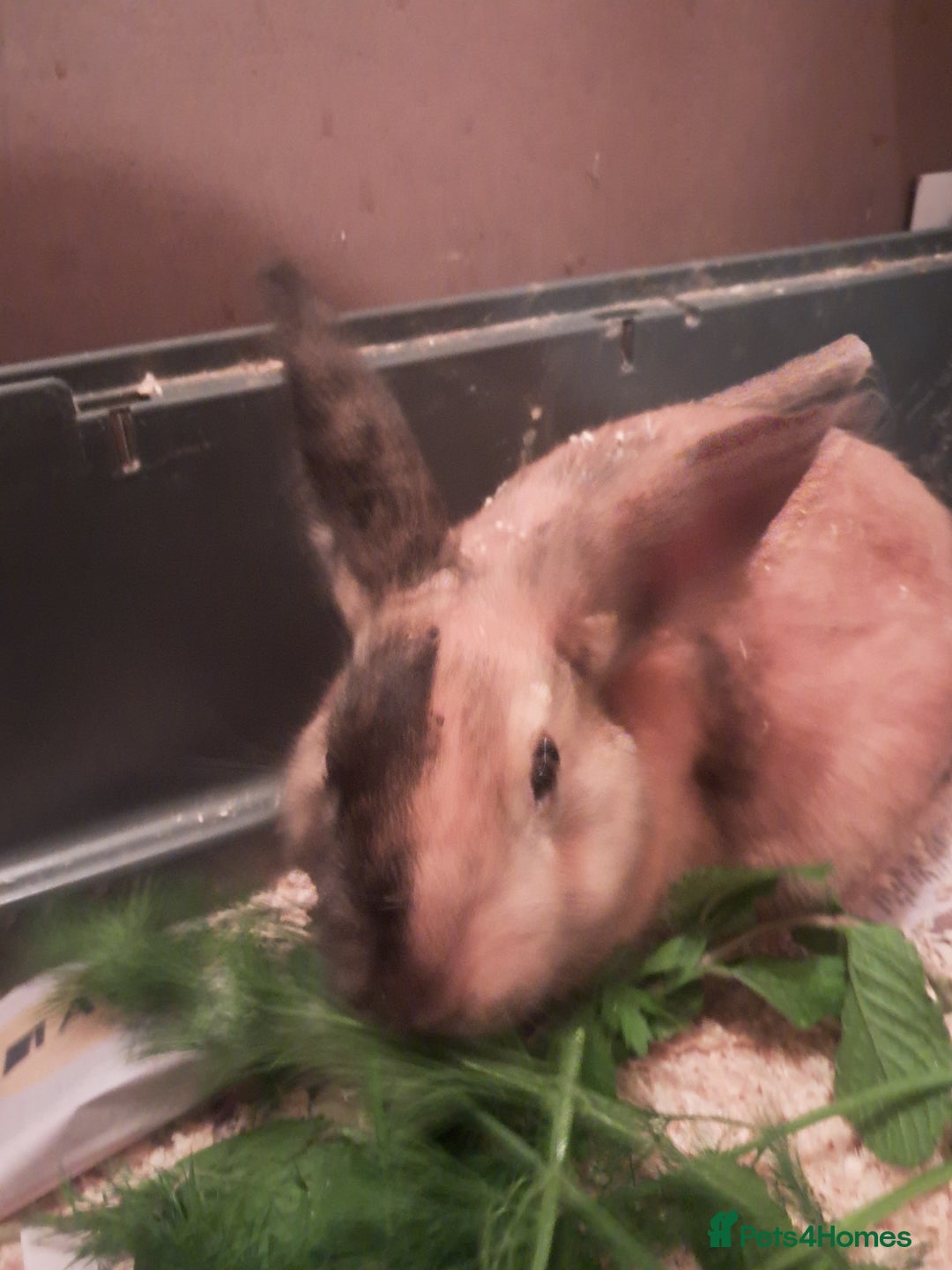 Mixed Breed rabbits for sale: Free to loving forever homes  - Image 26