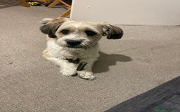 Mixed Breed dogs for sale: Poofy - Image 2