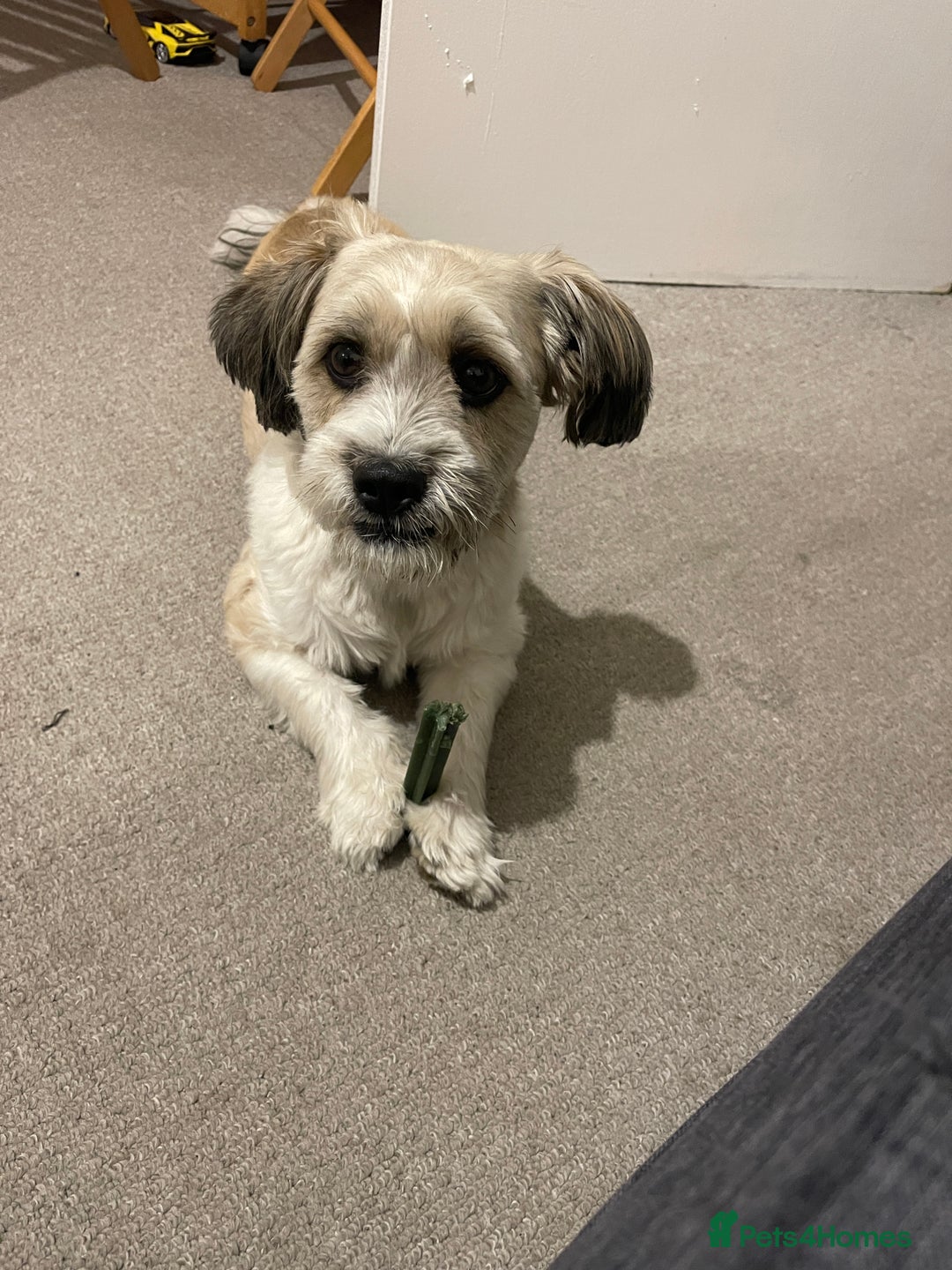 Mixed Breed dogs for sale: Poofy - Image 2