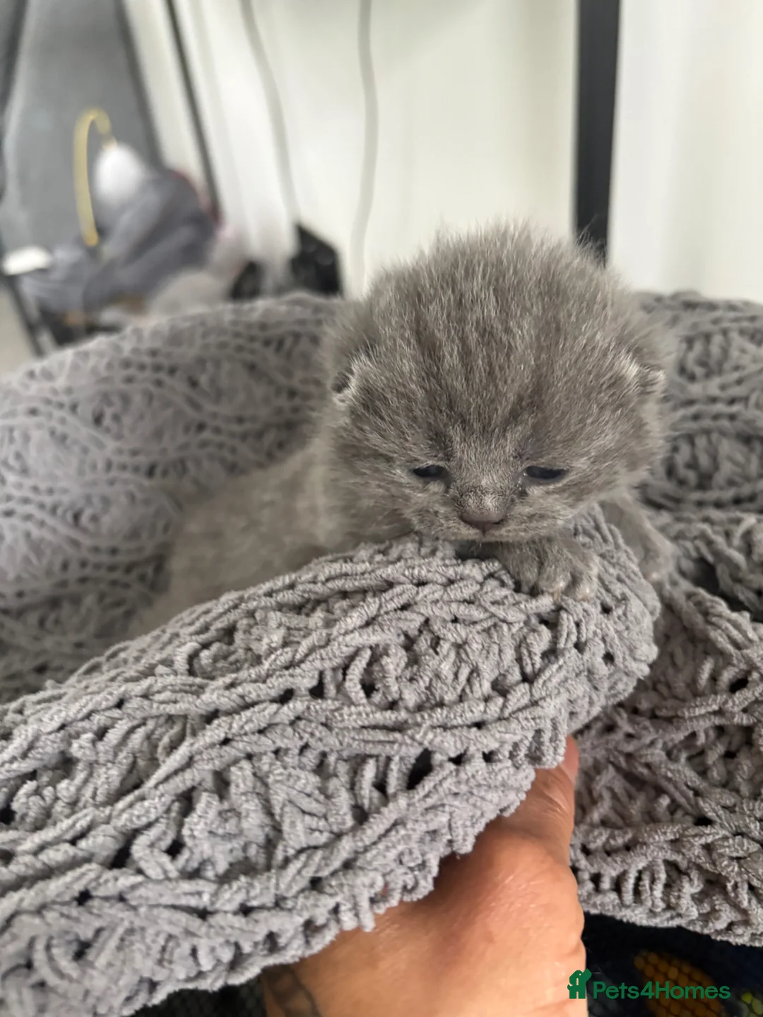 British Shorthair cats for sale: 3 fluffy kittens  - Advert 2
