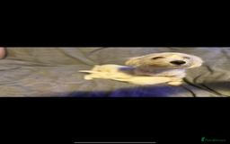 Maltese dogs for sale: Beautiful Maltese puppies for sale - Advert 4