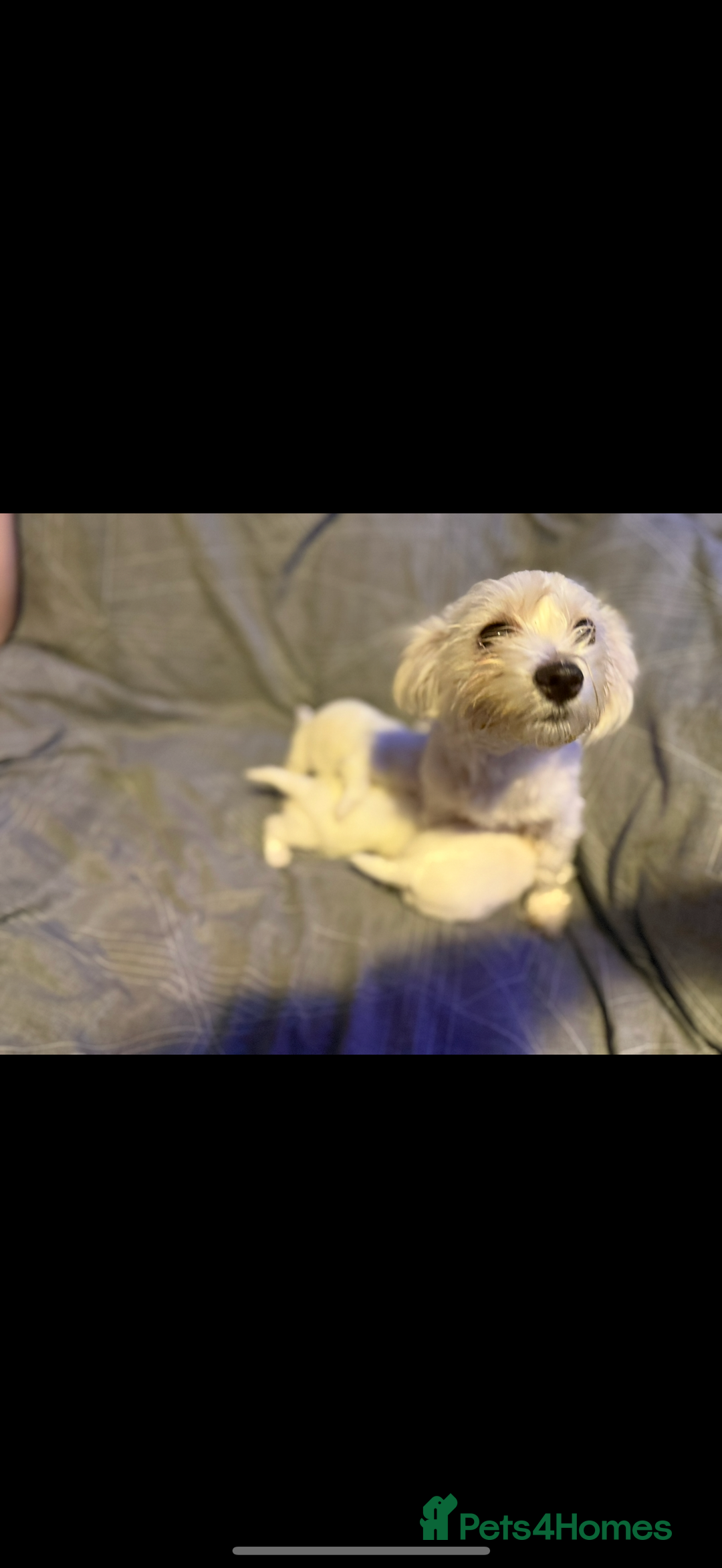 Maltese dogs for sale: Beautiful Maltese puppies for sale - Advert 4