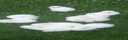 New Zealand rabbits for sale: New Zealand white kits for sale  in Wallington - Advert 13