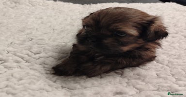 Shih Tzu dogs - Advert 2