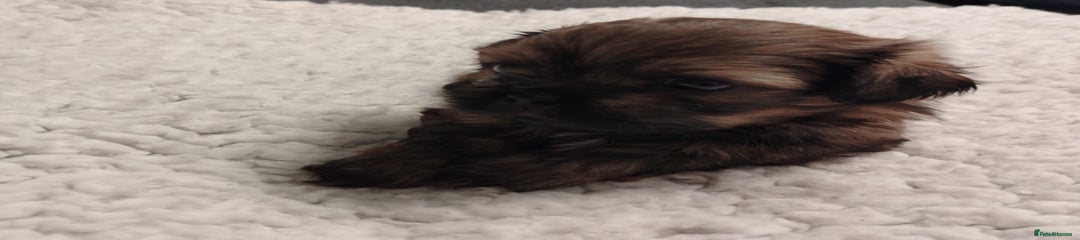 Shih Tzu Puppy 1 Biscuit 