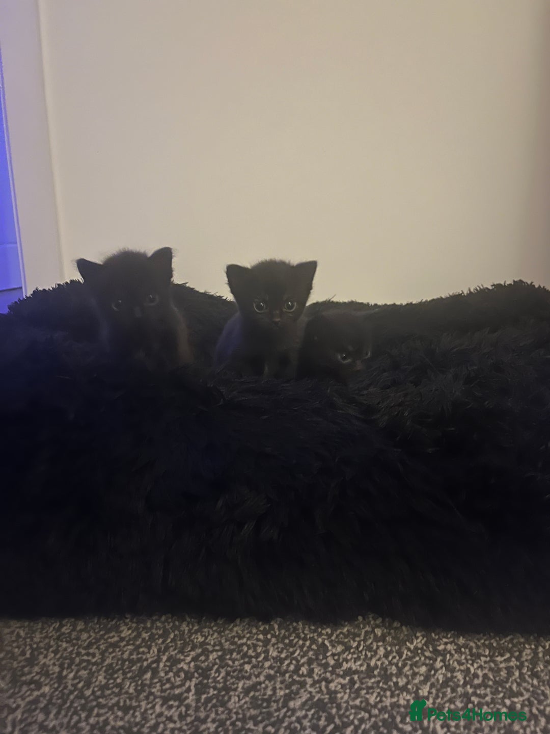 Persian cats for sale: Half Persian Kittens  - Image 13