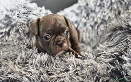 Mixed Breed dogs for sale: French bulldog x Chihuahua puppies - Image 12