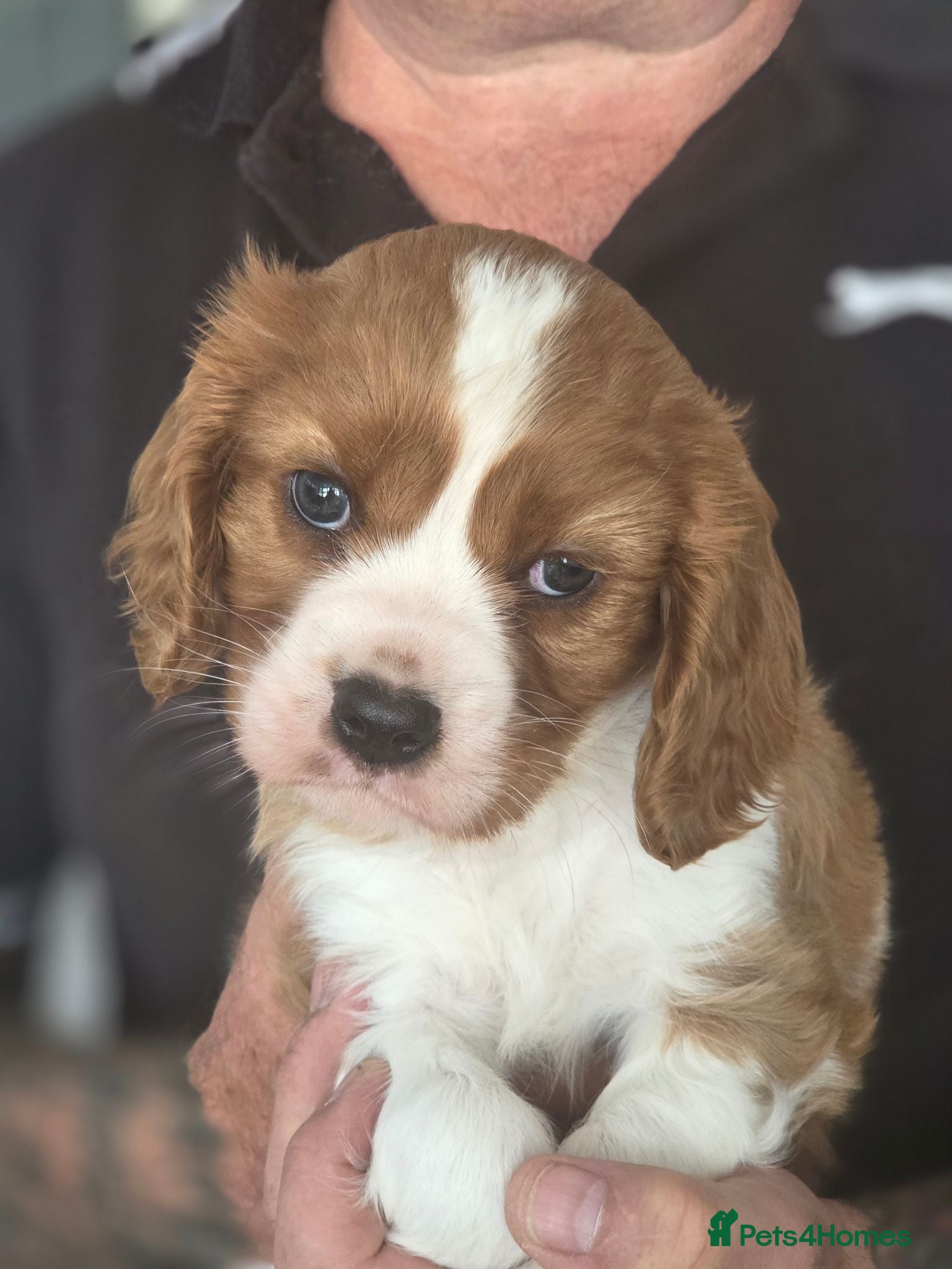 Cavalier King Charles Spaniel dogs Absolutely beautiful boy puppy - Advert 4