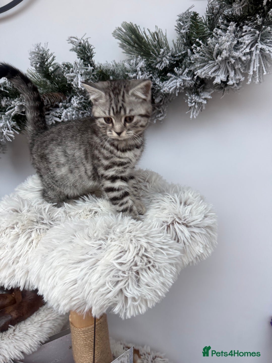 Brazilian Shorthair cats for sale: British shorthair  - Advert 2