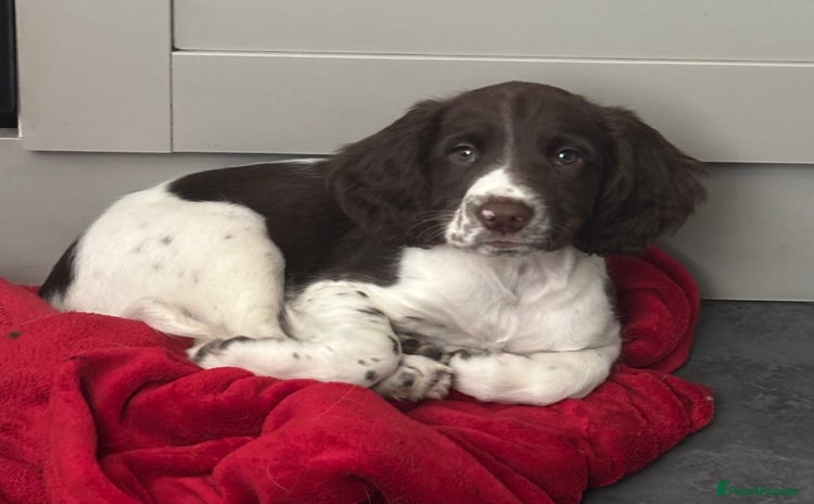 English Springer Spaniel dogs - Advert 3