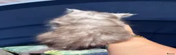 Maine Coon cats for sale: Maine Coons with Tests, Papers, Vet Checks & Vacc. - Advert 12