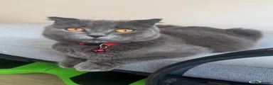 Scottish Fold 1