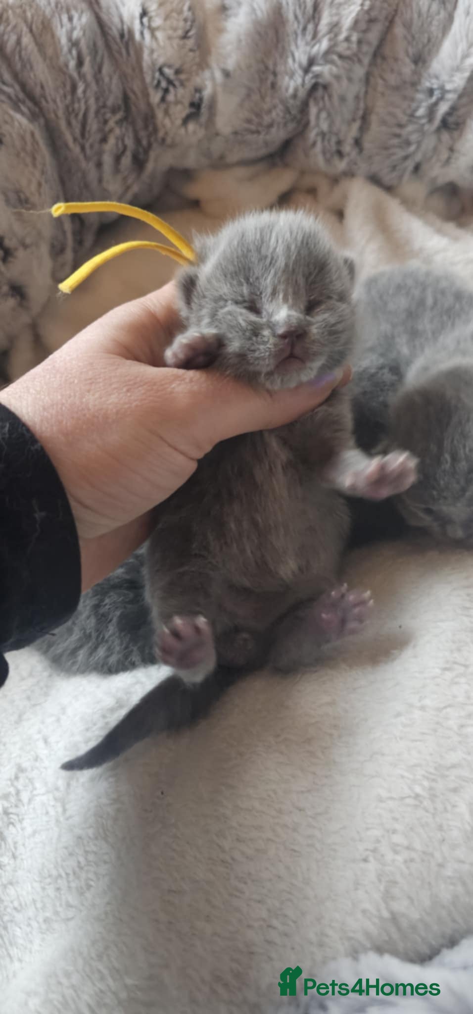 British Shorthair cats High-Quality British Shorthair Kittens GCCF - Advert 16