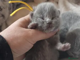 British Shorthair cats High-Quality British Shorthair Kittens GCCF - Advert 16