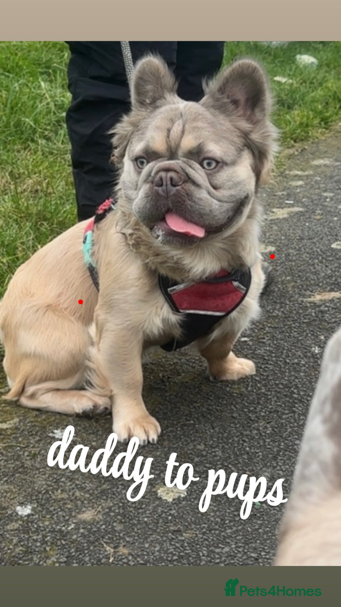 French Bulldog dogs for sale: Exotic frenchie puppys  - Advert 5