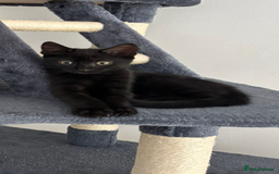 Bombay cats for sale: Last 2 remaining Kittens for sale  - Image 29