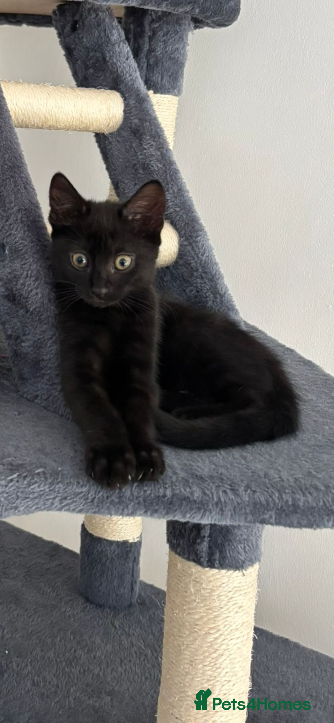 Bombay cats for sale: Last 2 remaining Kittens for sale  - Image 29