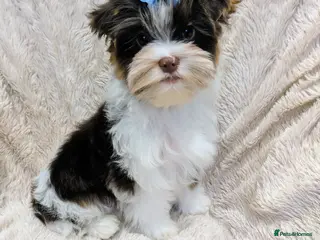 Yorkshire Terrier dogs Very tiny beautiful Biro puppys - Advert 2