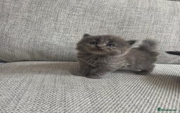 British Shorthair cats for sale: Beautiful British short hair kittens  - Image 11