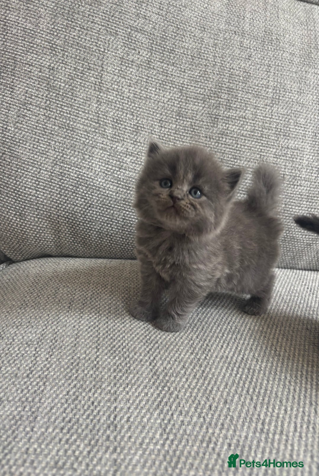 British Shorthair cats for sale: Beautiful British short hair kittens  - Image 11