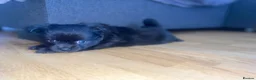 Pomchi dogs for sale: POMCHI GIRLS in Harlow - Advert 7
