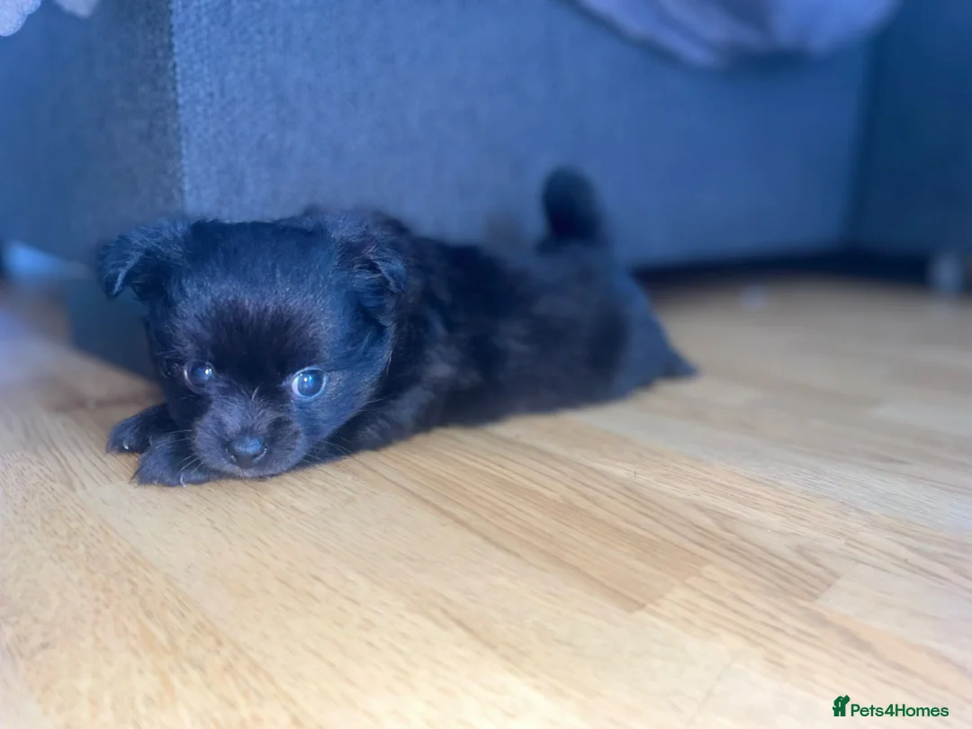 Pomchi dogs for sale: POMCHI GIRLS in Harlow - Advert 7