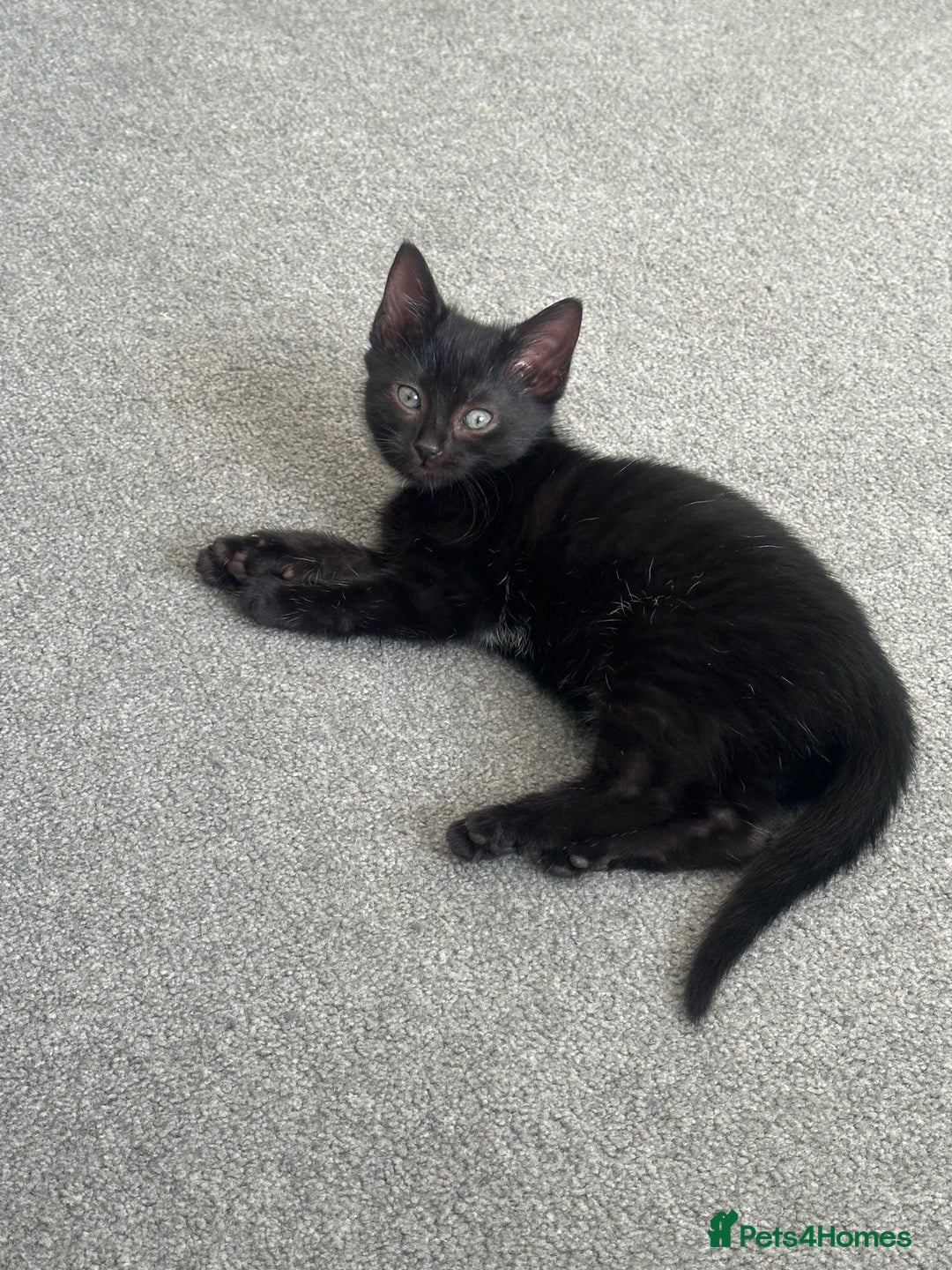 Mixed Breed cats for sale: 1 loving little boy  - Advert 3
