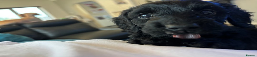 Cockapoo Puppy 2