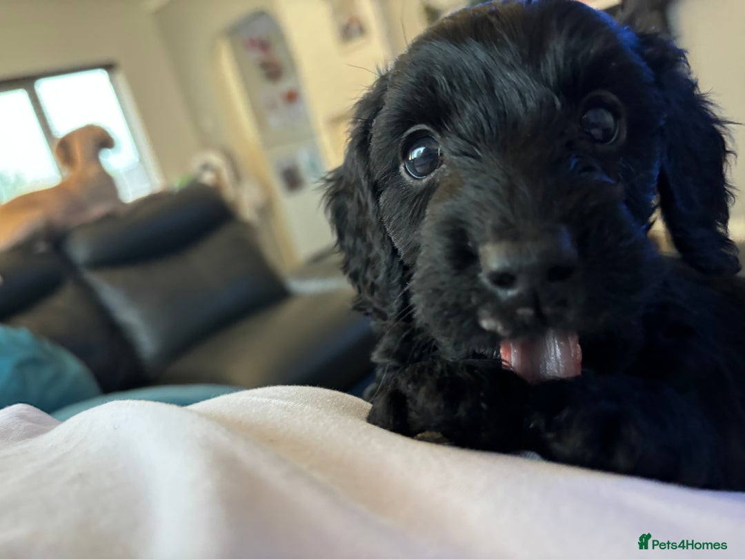 Cockapoo dogs for sale: F2 cockapoo puppies - Image 11