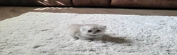 Munchkin cats for sale: Scottish Kilts ( MUNCHKIN FOLD) kittens 😸  in Gloucester - Advert 7