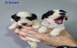 Cockapoo dogs for sale: F1 Cockapoos, Parti Roan. DNA HEALTH TESTED - Image 25