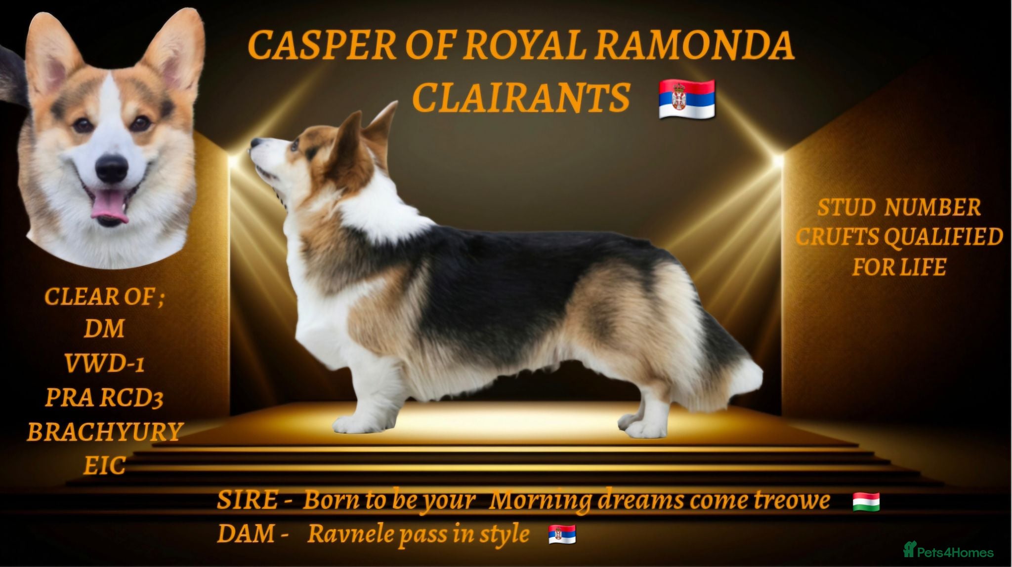 Welsh Corgi Pembroke dogs Kc reg Serbian import for stud - Advert 13