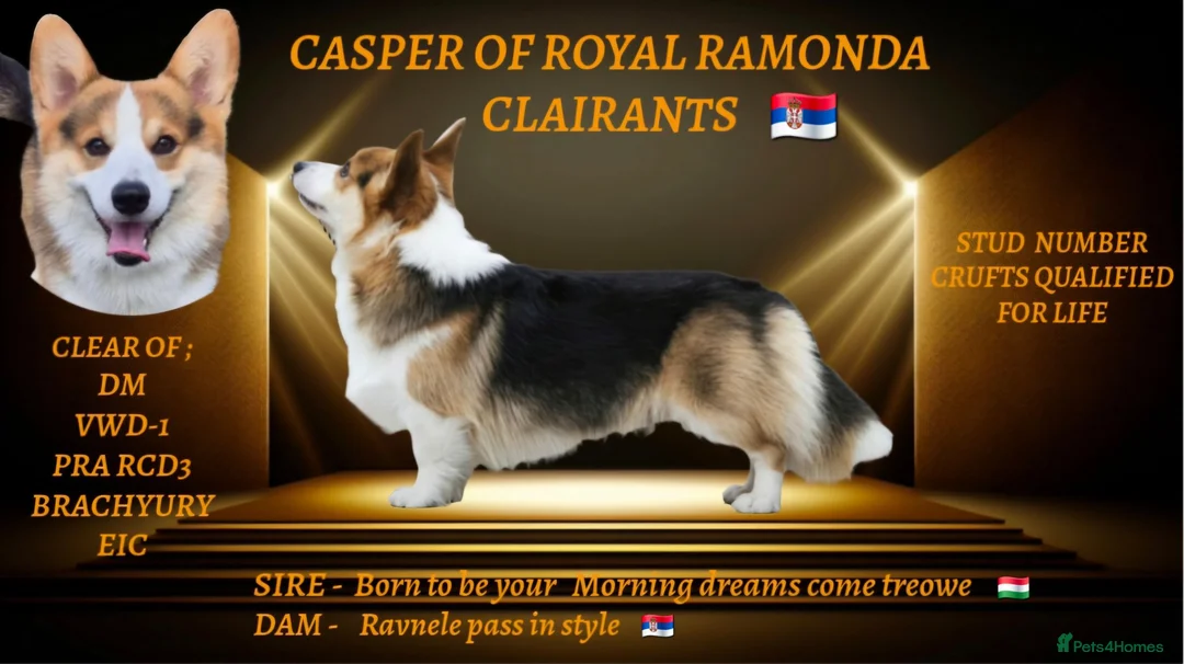 Welsh Corgi Pembroke dogs for stud: Kc reg Serbian import for stud - Advert 1