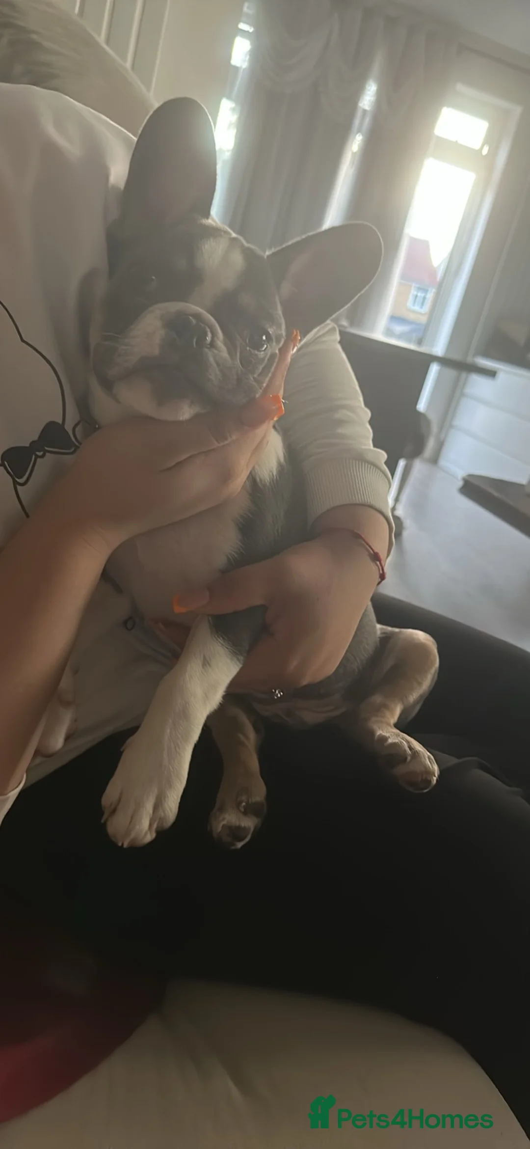 French Bulldog dogs for sale: French bulldog  in Ilford - Advert 1