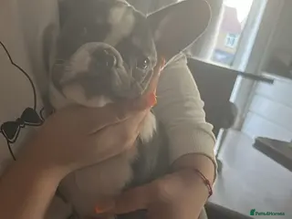 French Bulldog dogs French bulldog - Advert 10