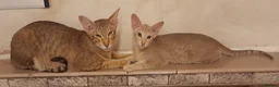 Siamese cats for sale: Chocolate Tabby Point Siamese Male Kitten - Advert 5