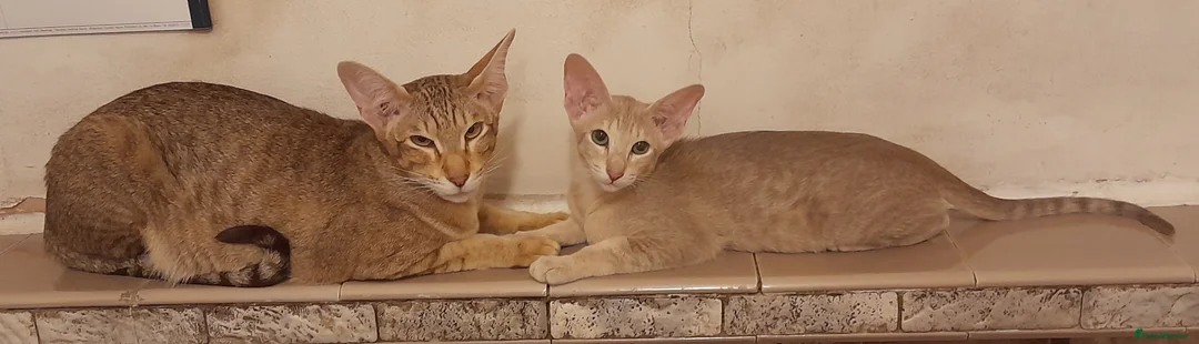 Siamese cats for sale: Chocolate Tabby Point Siamese Male Kitten - Advert 5