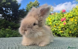 Angora rabbits for sale: 😍Large Angora babies- parents imported from 🇫🇷  - Image 28
