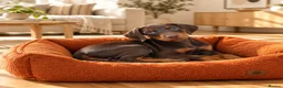 Dobermann dogs for sale: Stunning Doberman Pups Ready 10th October - Advert 5