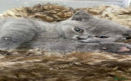 British Shorthair cats for sale: Stunning fluffy British short haired kittens  - Image 13