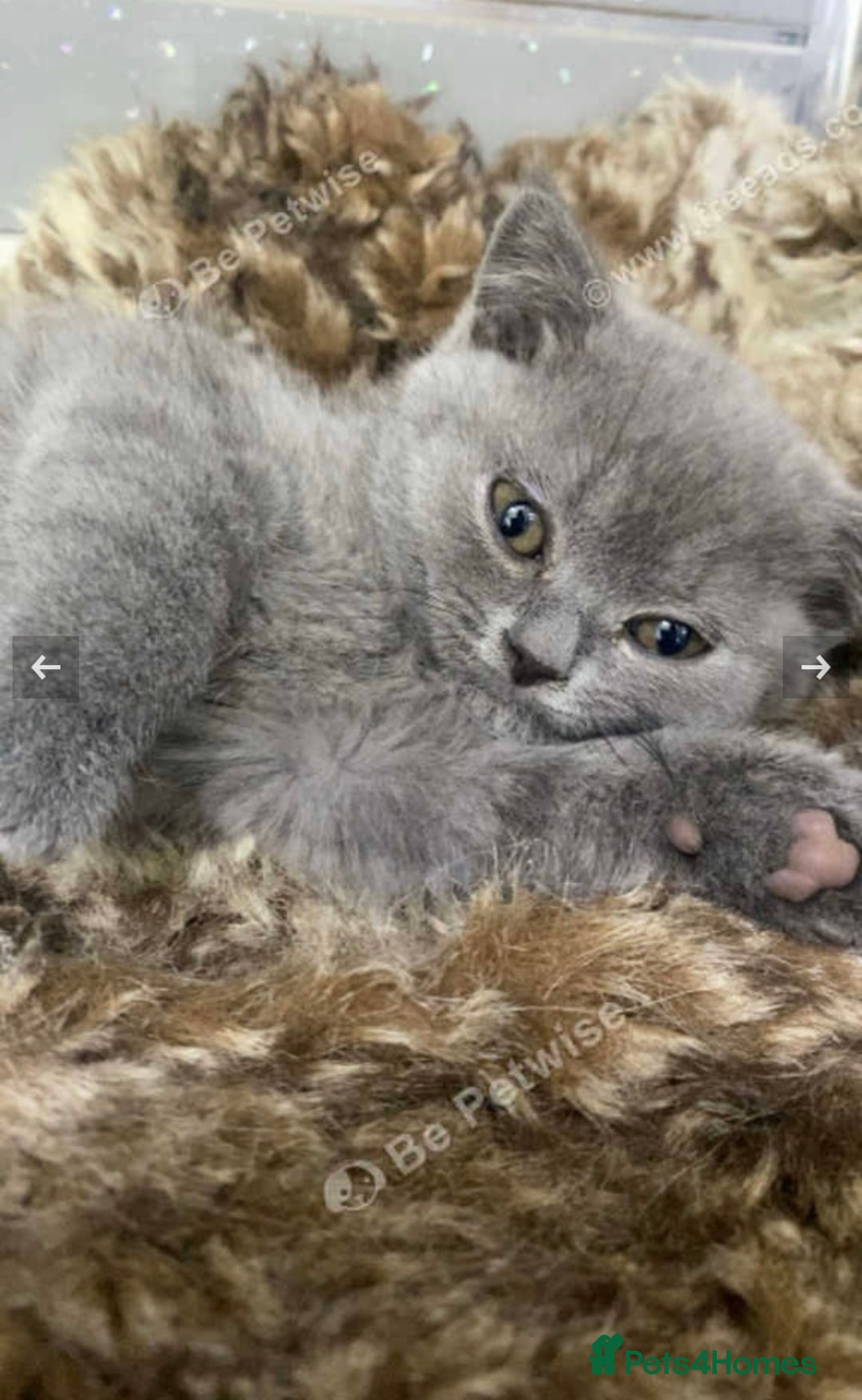 British Shorthair cats for sale: Stunning fluffy British short haired kittens  - Image 13
